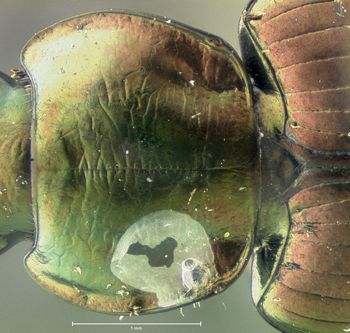 Media type: image;   Entomology 614223 Aspect: pronotum dorsal